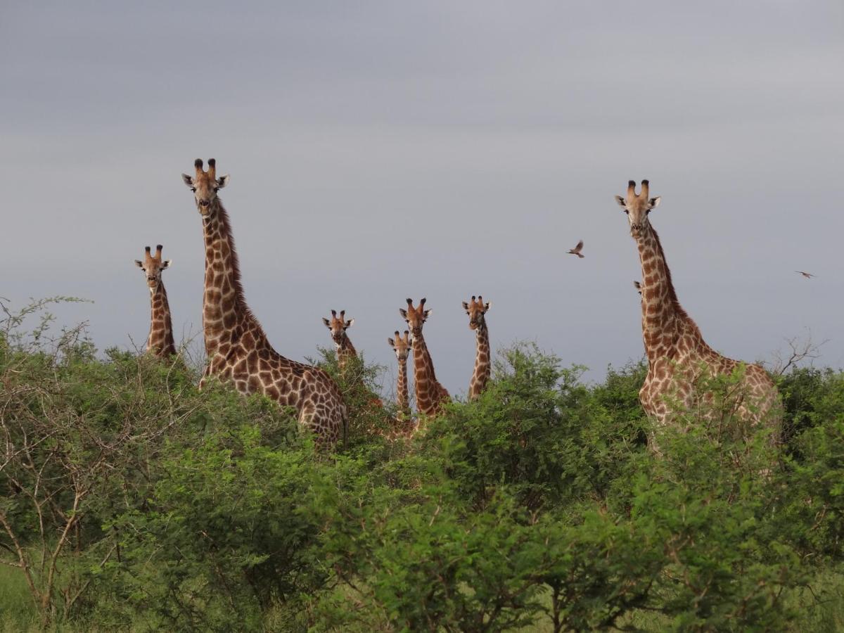 Villa Giraffe plains à Marloth Park Extérieur photo