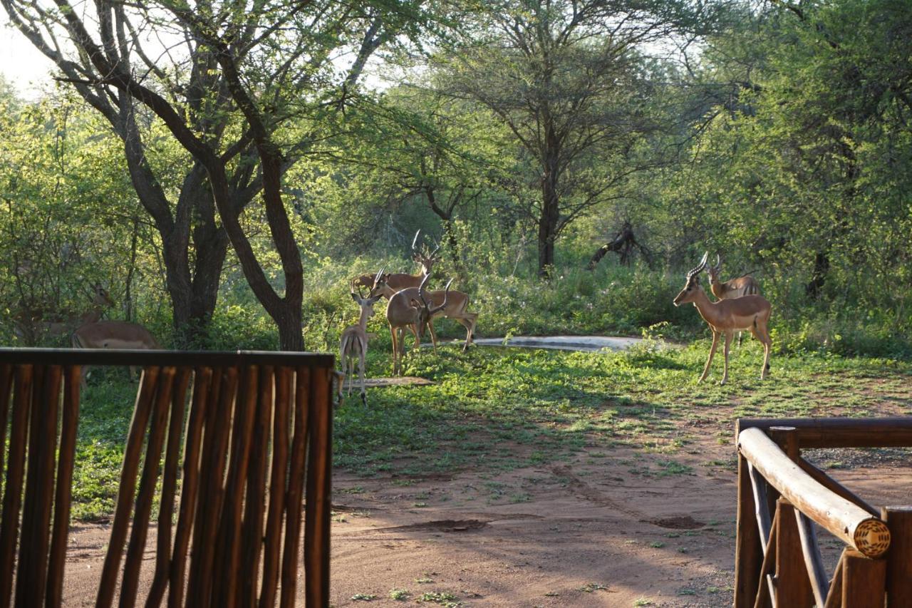 Villa Giraffe plains à Marloth Park Extérieur photo