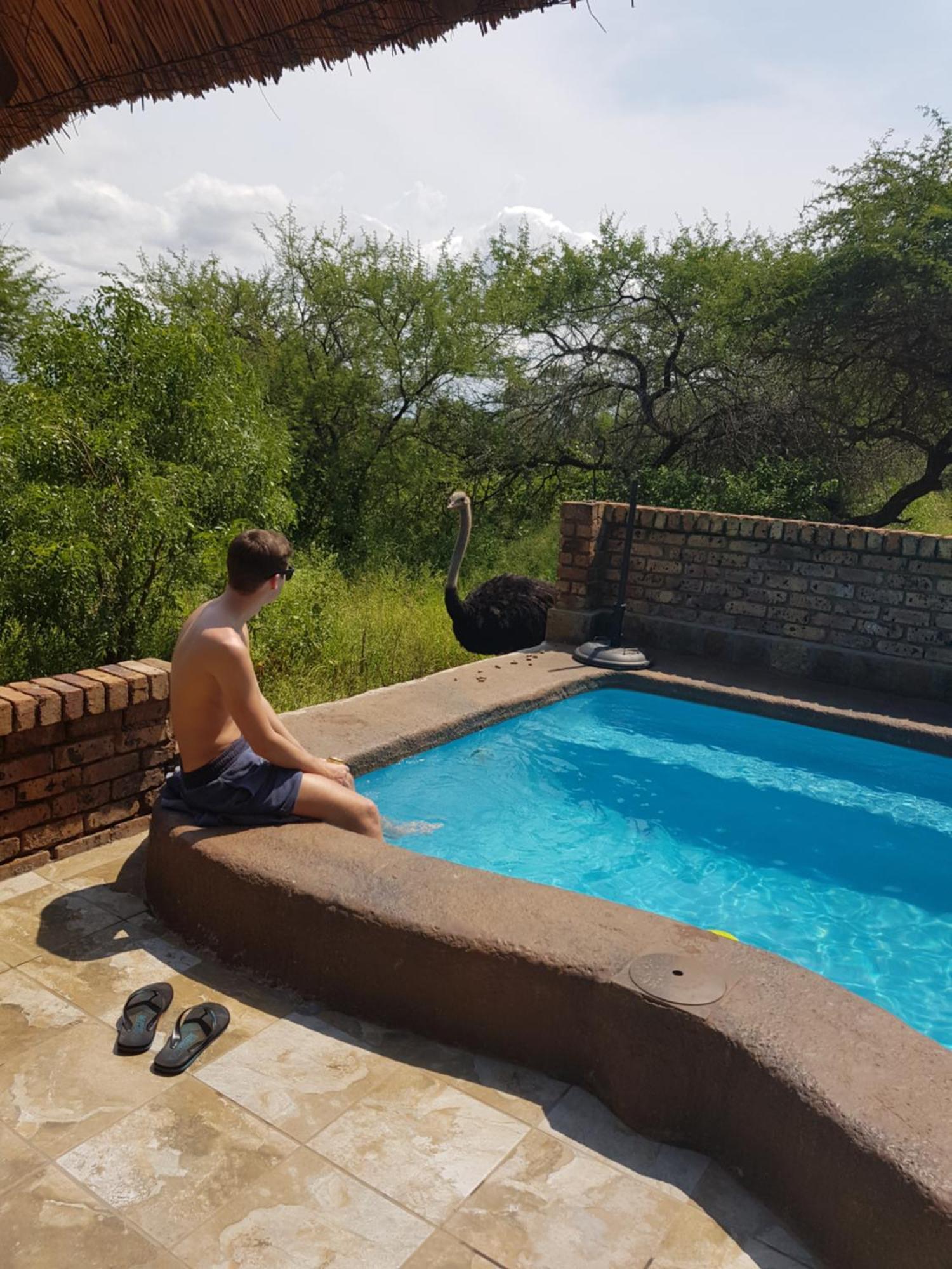 Villa Giraffe plains à Marloth Park Extérieur photo
